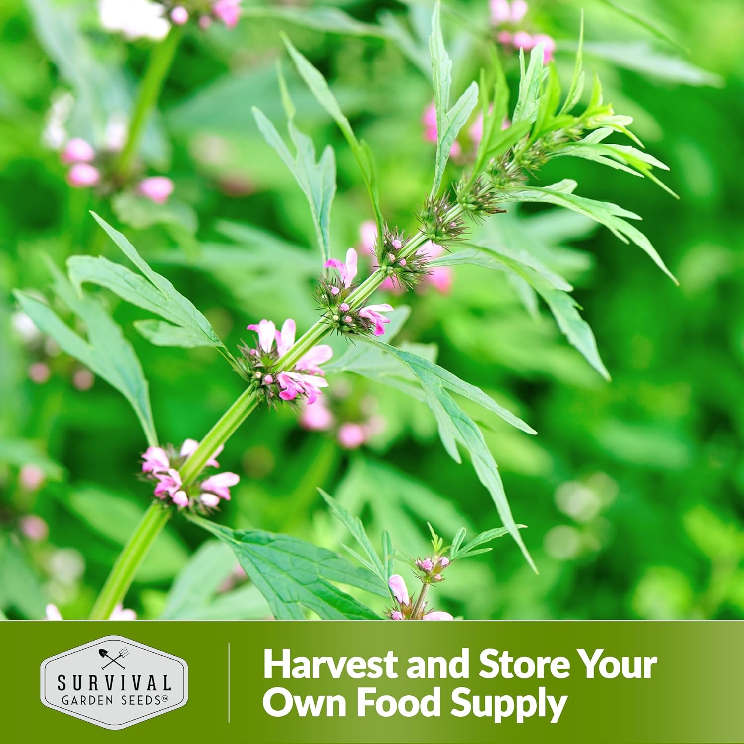 Natural Ingredient Detail